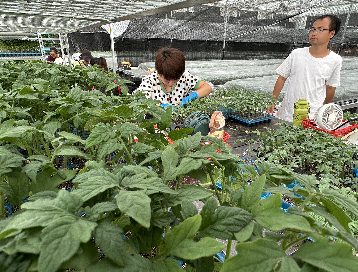 文成垂直农场打造现代化高山育苗新样板